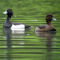 Aythya fuligula su guida naturalistica di RikenMon