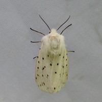 Spilosoma lubricipeda  En la Guía-Naturaleza de RikenMon