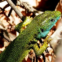 Lacerta viridis 在RikenMon的自然指南