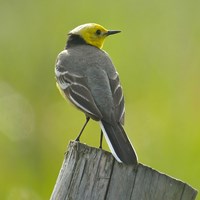 Motacilla citreola на Nature-Guide RikenMon в