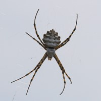 Argiope lobata Auf RikenMons Nature-Guide