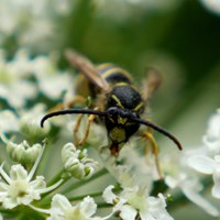 Dolichovespula sylvestris