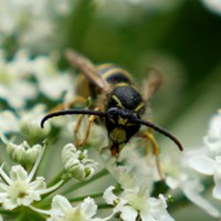 Dolichovespula sylvestris Em Nature-Guide de RikenMon