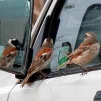 Passer melanurus su guida naturalistica di RikenMon