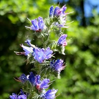 Echium vulgare su guida naturalistica di RikenMon