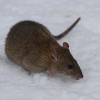 Rattus norvegicus on RikenMon's Nature-Guide