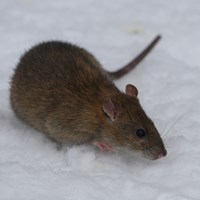 Rattus norvegicus su guida naturalistica di RikenMon