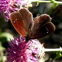 Minois dryas Sur le Nature-Guide de RikenMon