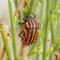 Graphosoma lineatum op RikenMon's Natuurgids