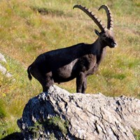 Capra ibex Auf RikenMons Nature-Guide