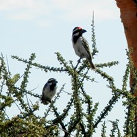 Tricholaema leucomelas on RikenMon's Nature-Guide