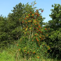 Sorbus aucuparia Sur le Nature-Guide de RikenMon