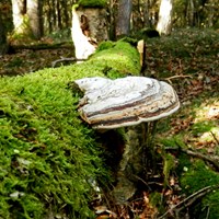 Fomes fomentarius  En la Guía-Naturaleza de RikenMon