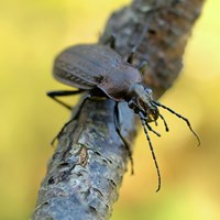 Carabus granulatus 在RikenMon的自然指南