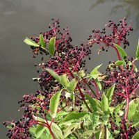 Sambucus nigra su guida naturalistica di RikenMon