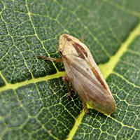 Philaenus spumarius op RikenMon's Natuurgids