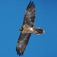 Gypaetus barbatus op RikenMon's Natuurgids