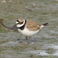 Charadrius dubius 在RikenMon的自然指南