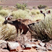 Tragelaphus strepsiceros su guida naturalistica di RikenMon