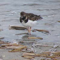 Arenaria interpres su guida naturalistica di RikenMon