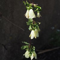 Clematis cirrhosa su guida naturalistica di RikenMon