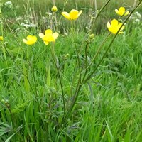 Ranunculus acris  на Nature-Guide RikenMon в