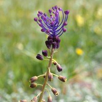 Muscari comosum op RikenMon's Natuurgids