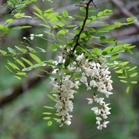 Robinia pseudoacacia su guida naturalistica di RikenMon