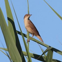 Locustella luscinioides op RikenMon's Natuurgids