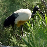 Threskiornis aethiopicus En la Guía-Naturaleza de RikenMon