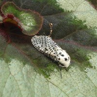 Zeuzera pyrina su guida naturalistica di RikenMon