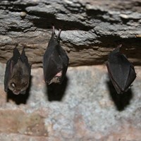 Rhinolophus hipposideros op RikenMon's Natuurgids