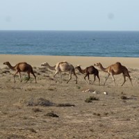 Camelus dromedarius su guida naturalistica di RikenMon