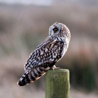 Asio flammeus En la Guía-Naturaleza de RikenMon