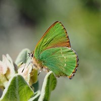 Callophrys rubi su guida naturalistica di RikenMon