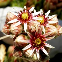 Sempervivum tectorum op RikenMon's Natuurgids