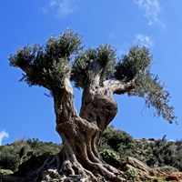 Olea europaea Em Nature-Guide de RikenMon