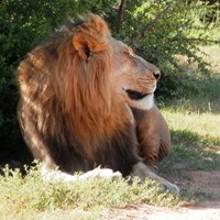 Panthera leo Em Nature-Guide de RikenMon