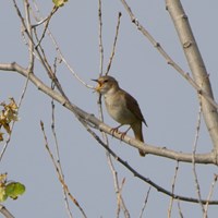 Luscinia megarhynchos En la Guía-Naturaleza de RikenMon