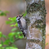 Dendrocopos minor En la Guía-Naturaleza de RikenMon