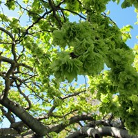 Ulmus glabra Sur le Nature-Guide de RikenMon