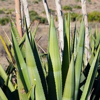 Agave americana Sur le Nature-Guide de RikenMon