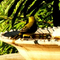 Serinus flaviventris op RikenMon's Natuurgids