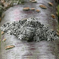 Biston betularia su guida naturalistica di RikenMon