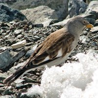 Montifringilla nivalis op RikenMon's Natuurgids