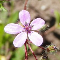 Erodium cicutarium En la Guía-Naturaleza de RikenMon