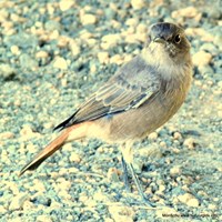 Cercomela familiaris su guida naturalistica di RikenMon