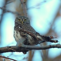 Glaucidium passerinum En la Guía-Naturaleza de RikenMon