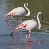 Phoenicopterus ruber su guida naturalistica di RikenMon