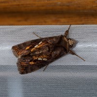 Chrysodeixis chalcites on RikenMon's Nature-Guide